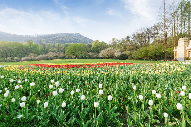 Fresh tulips blooming in the spring garden