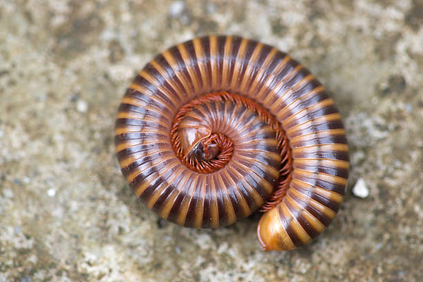 istock The giant millipede rolled on floor. 624457222
