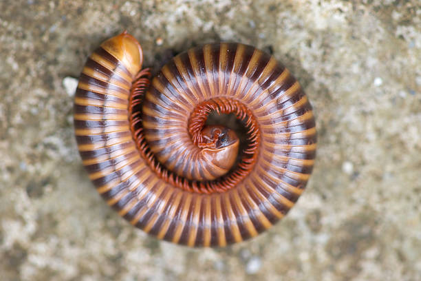 istock The giant millipede rolled on floor. 624457266