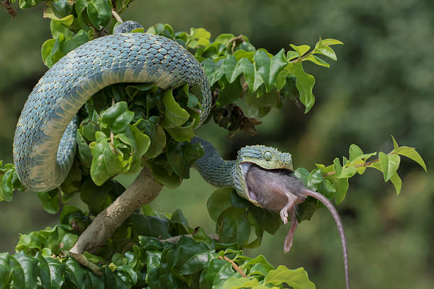 Venomous Bush Viper Snake Swallowing Rodent stock photo