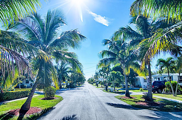 istock way to the beach with palm trees 624457558