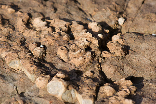 istock Fossil sea sponge on stone 624458254