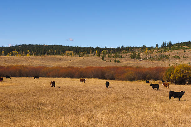 istock Cattle grazing in a dry autumn field 624458320