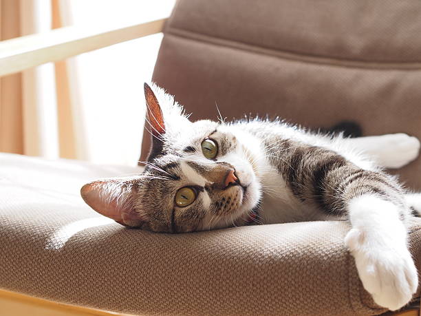 istock Cat relaxing on a chair 624458418