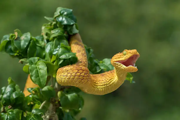 Venomous Bush Viper Snake Showing Aggression