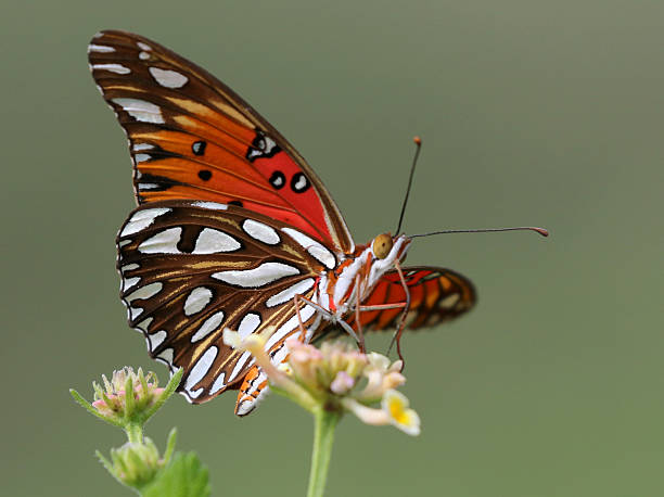 istock Gulf Fritillary - Agraulis vanillae 624458840