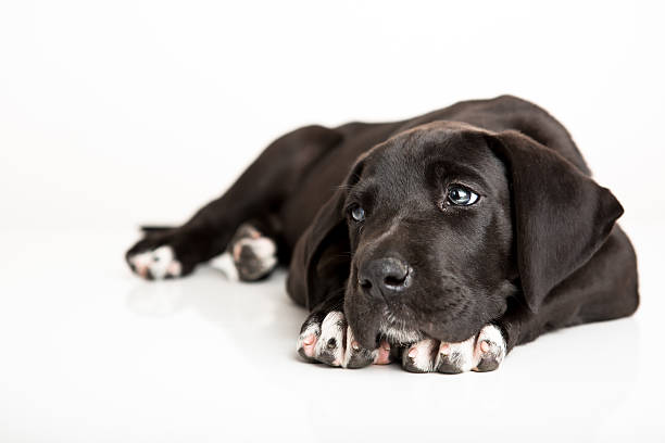 istock Black great Dane puppy isolated on white 624461008