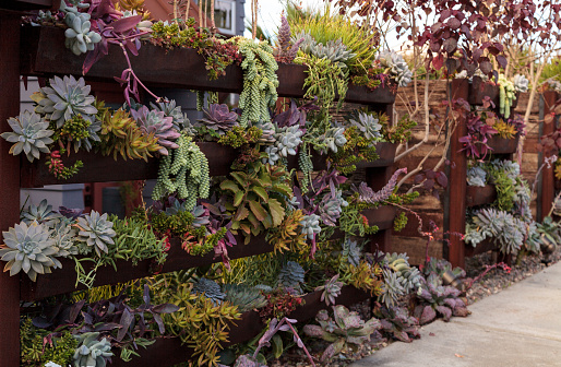 Vertical garden planted wall with shelves to hold multiple green and red succulent plants. 