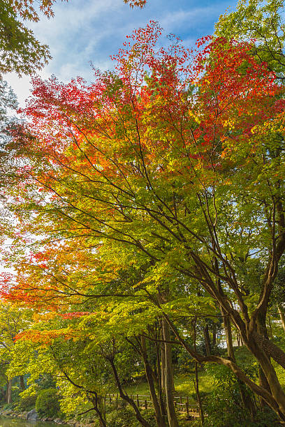 istock The maple and autumn leaves 624472302