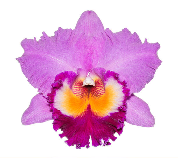 closed up Cattleya orchid pink isolated closed up Cattleya orchid pink isolated on white background, selective focus cattleya magenta orchid tropical climate stock pictures, royalty-free photos & images