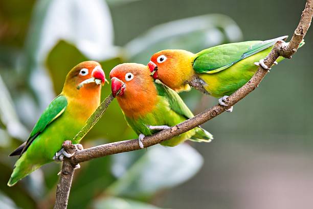 istock Lovely sun conure parrot birds on the perch 624473646