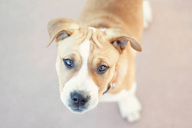 istock Staffordshire Terrier Puppy 624473814