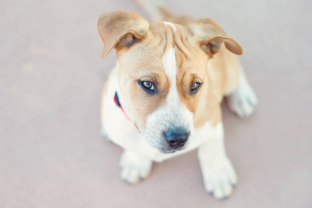 istock Staffordshire Terrier Puppy 624473852