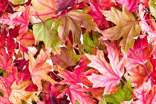 istock Colorful Autumn Maple Fall Leaves in Morning Light 624473936