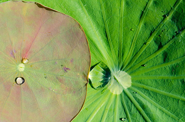 istock Drops of water on a lotus leaf 624474030