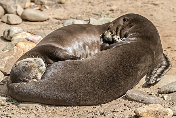 istock pair of Oriental Short-Clawed Otters cuddling 624474270
