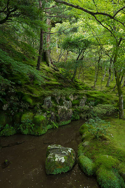 Lush forest garden in Ginkaku-ji Temple, Kyoto, Japan Ginkaku-ji Temple does not only offer a sight of beautiful historic wooden pavilion but also a beautiful nature around the temple complex. The sound of running water streams can be heard throughout the temple ground. sooth stock pictures, royalty-free photos & images