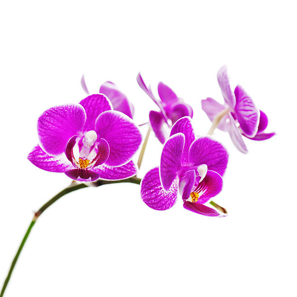 istock Very rare purple orchid isolated on white background. 624475864