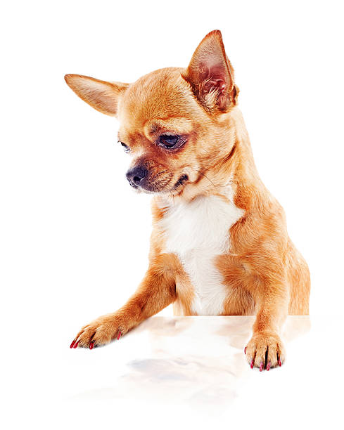 istock red chihuahua dog isolated on white background 624475992