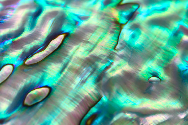 Close up background of abalone shell, haliotis stock photo