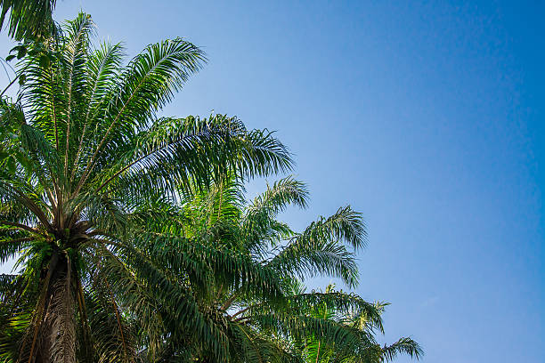 istock Palm garden , plantation 624476636