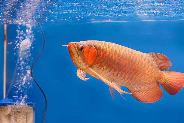 istock Golden arowana swims in a fish tank. 624477126
