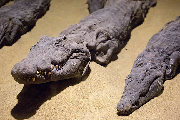 Kom Ombo, Egypt - July 23, 2016: Mummified crocodiles at the Temple Of Kom Ombo, in honour of the Egyptian god Sobek, which has the form of a crocodile.