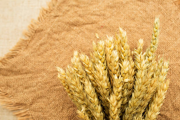 istock Ears of wheat is in the bouquet. 624477492