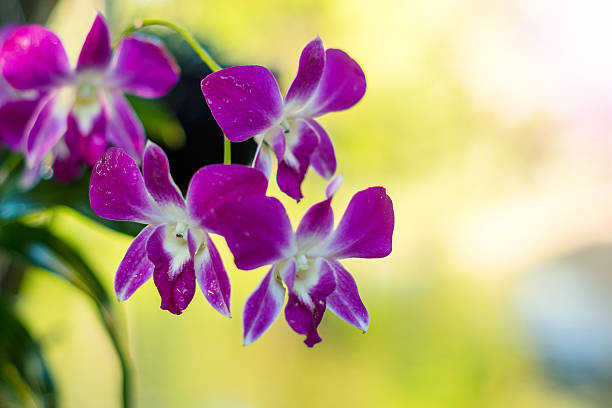 beautiful purple dendrobium orchid flowers beautiful purple dendrobium orchid flowers in a tree Dendrobium stock pictures, royalty-free photos & images