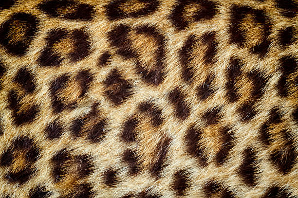 istock Real jaguar skin for background and texture 624488562