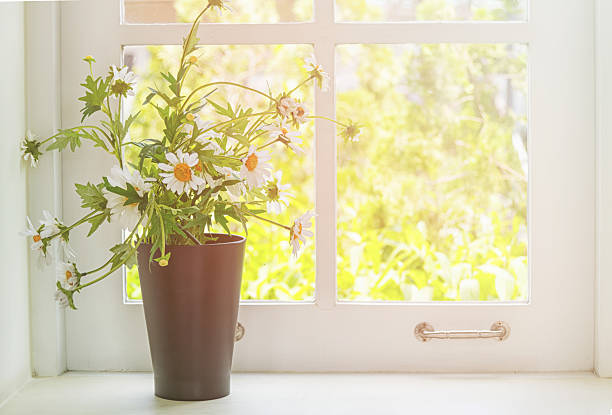istock Chamomile bouquet in vase with light from white window 624488602