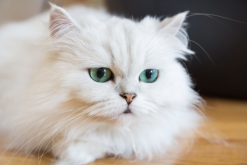 Beautiful White Persian cats