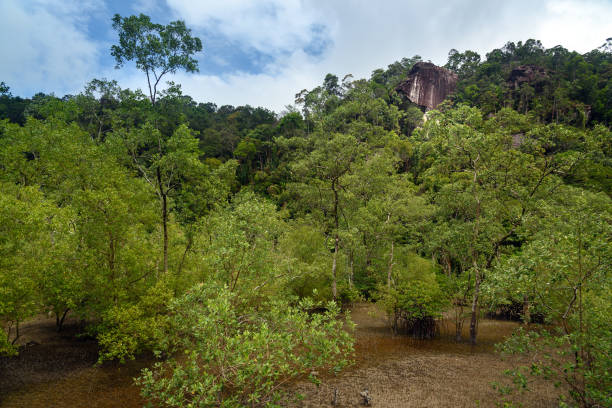 istock Mangrove trees in beach at low tide 624489484