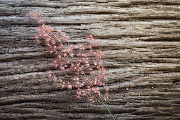 The flower grass on the old wooden background