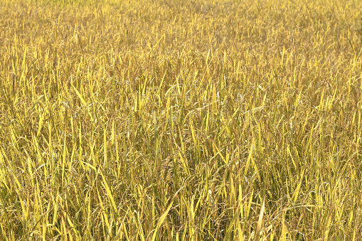Fresh rice with green leaves in farm