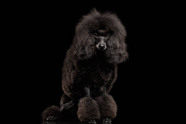 istock Black poodle dog on isolated background 624490704