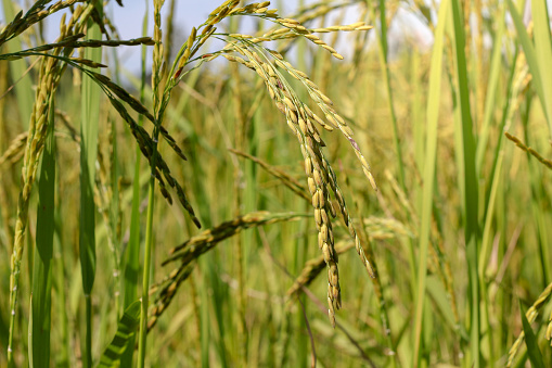 Fresh rice with green leaves background close up