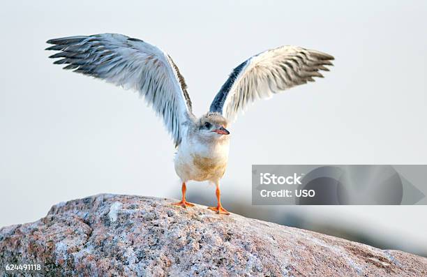 Foto de Pássaro Bebê De Trintaréiscomum e mais fotos de stock de Andorinha-do-mar - Ave marinha - Andorinha-do-mar - Ave marinha, Animal, Animal selvagem