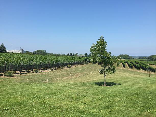 istock Canadian Winery in Niagara Falls Region 624491400