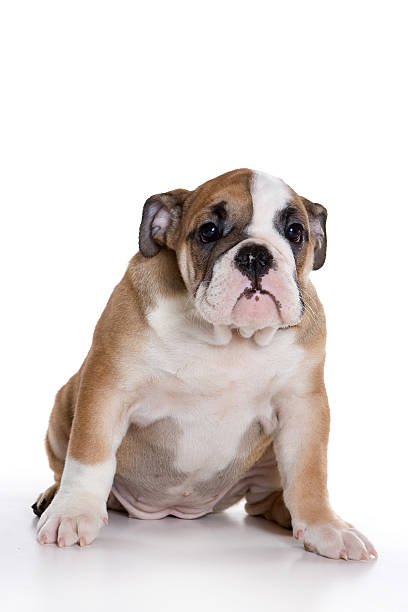 istock Funny bulldog puppy (isolated on white) 624491476