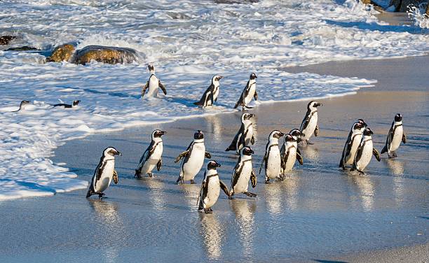 アフリカのペンギンの外の海 - south africa coastline sea wave ストックフォトと画像