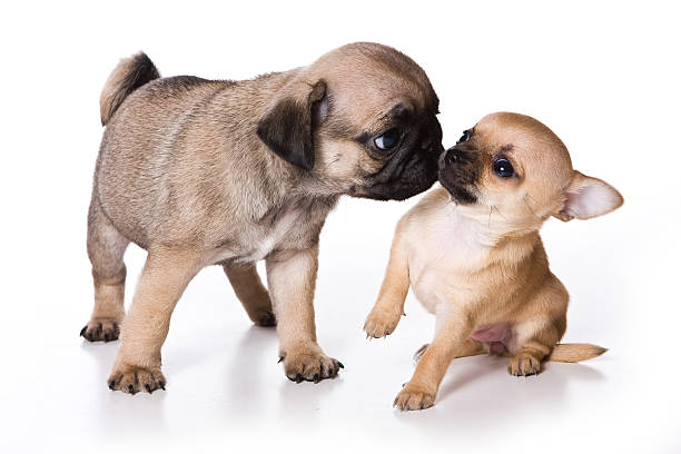 istock Puppy pug and chihuahua (isolated on white background) 624491964