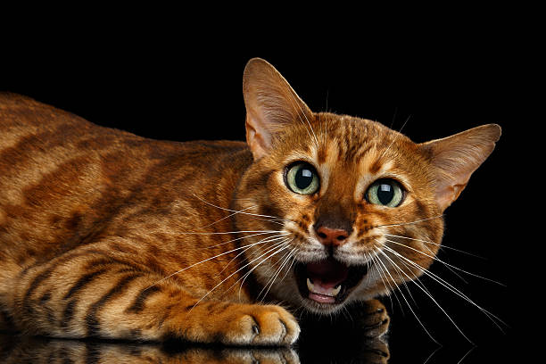 istock Adorable breed Bengal Cat isolated on Black Background 624492330