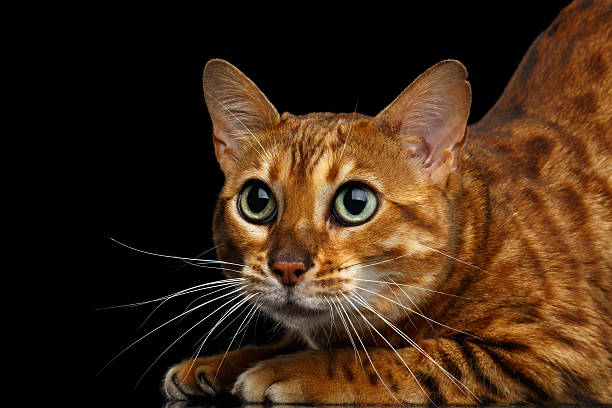 istock Adorable breed Bengal Cat isolated on Black Background 624492380
