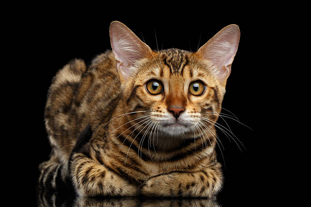 istock Adorable breed Bengal kitten isolated on Black Background 624492416