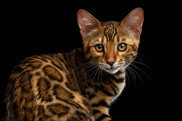 istock Adorable breed Bengal kitten isolated on Black Background 624493370