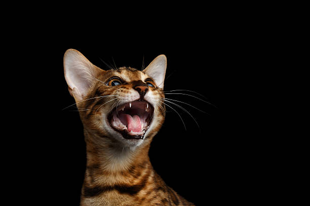 istock Adorable breed Bengal kitten isolated on Black Background 624493426
