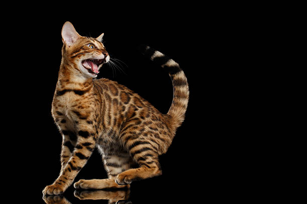 istock Adorable breed Bengal kitty isolated on Black Background 624493488