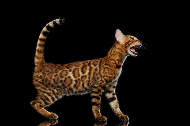 istock Adorable breed Bengal kitty isolated on Black Background 624493506