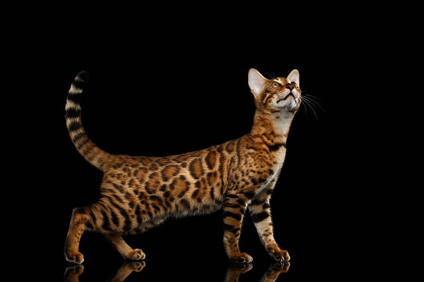 istock Adorable breed Bengal kitty isolated on Black Background 624493576